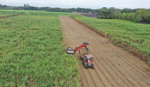 Cultivos caña