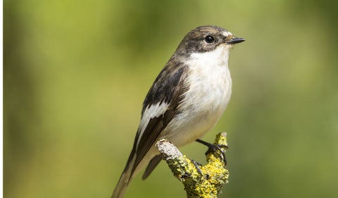 Ave migratoria Papamoscas europeo