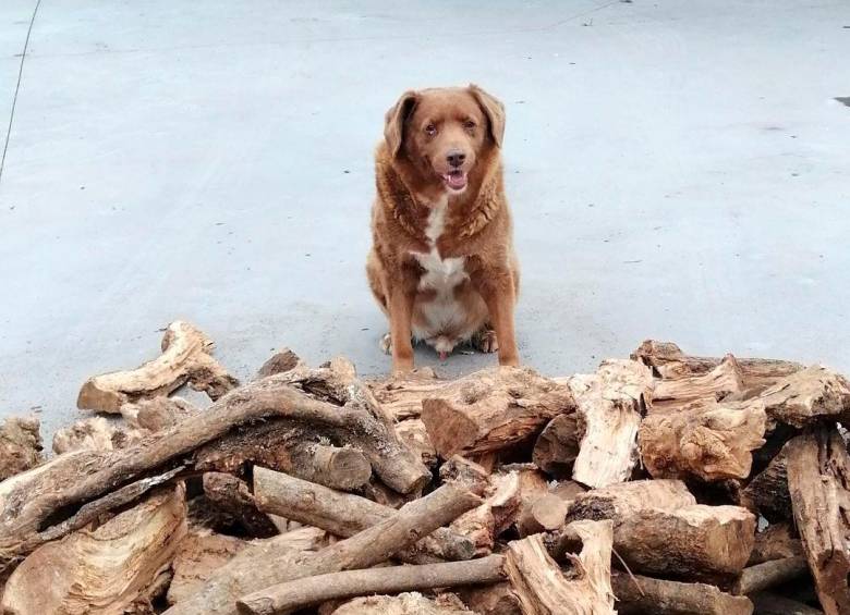 El perro más viejo del mundo