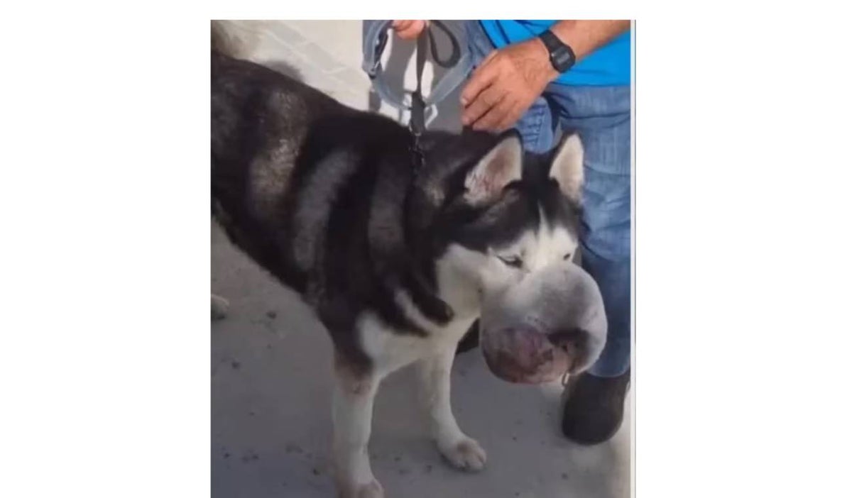 Cáncer en animales: perro se salva de enorme tumor en hocico