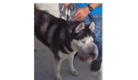 Cáncer en animales: perro se salva de enorme tumor en hocico