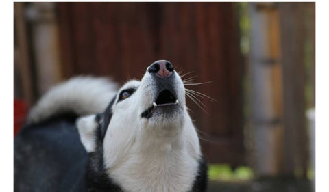 Cáncer en animales: perro se salva de enorme tumor en hocico