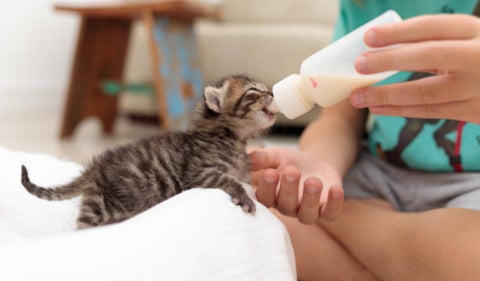 Cuidador de gatos en Canadá tiene el mismo sueldo de un gerente en Colombia