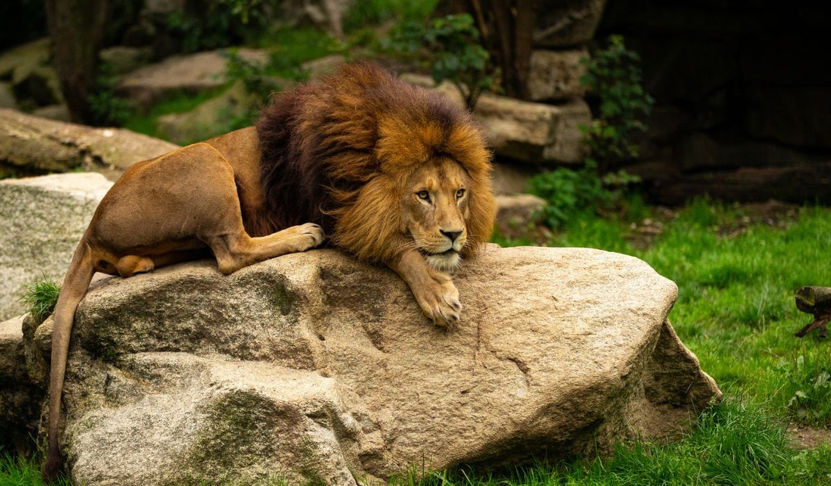 León en una piedra ¿Por qué no es el rey de la selva?