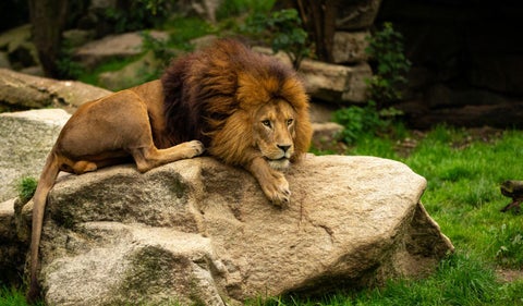 León en una piedra ¿Por qué no es el rey de la selva?