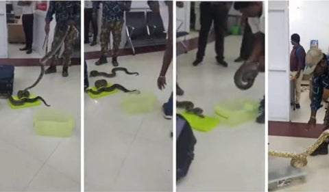 Mujer llevaba 22 serpientes y un camaleón en una maleta