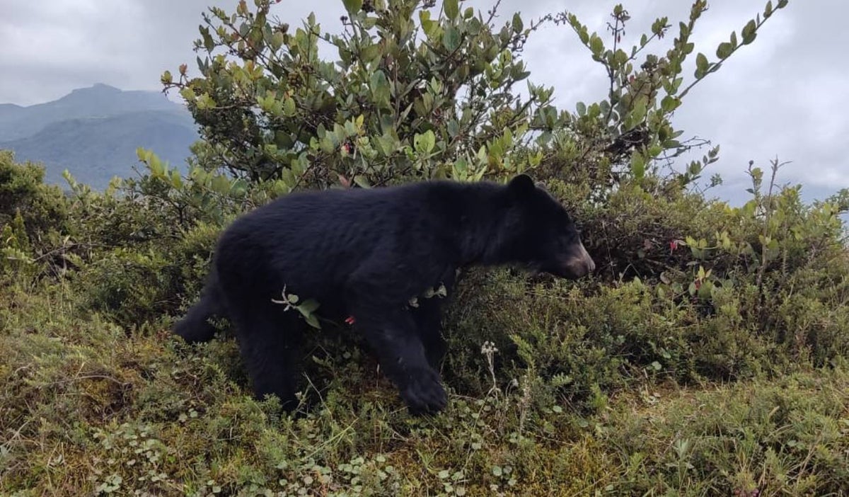Oso andino