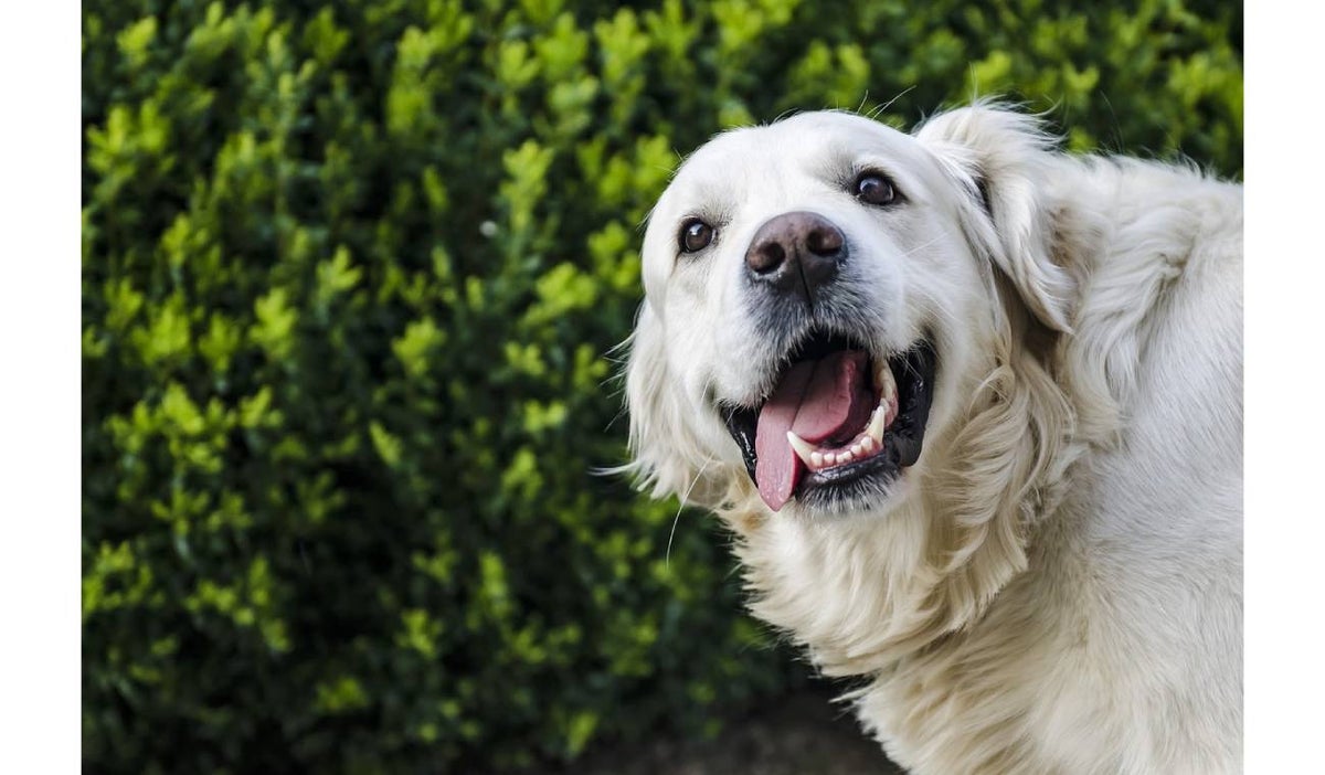 Perro caminó por 27 días para encontrar a su familia que lo abandonó
