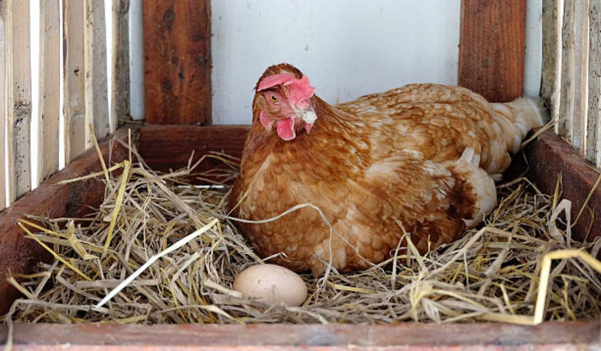 Gallina o huevo, qué fue primero