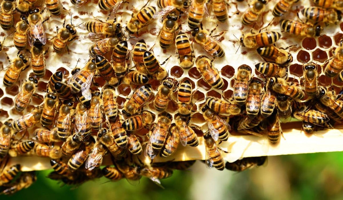 Abejas