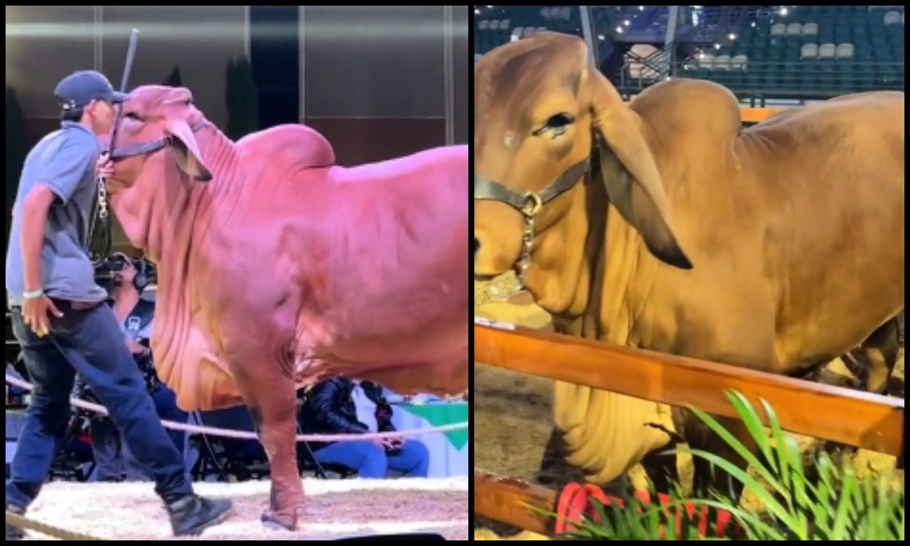 Martina, la vaca más cara de Colombia