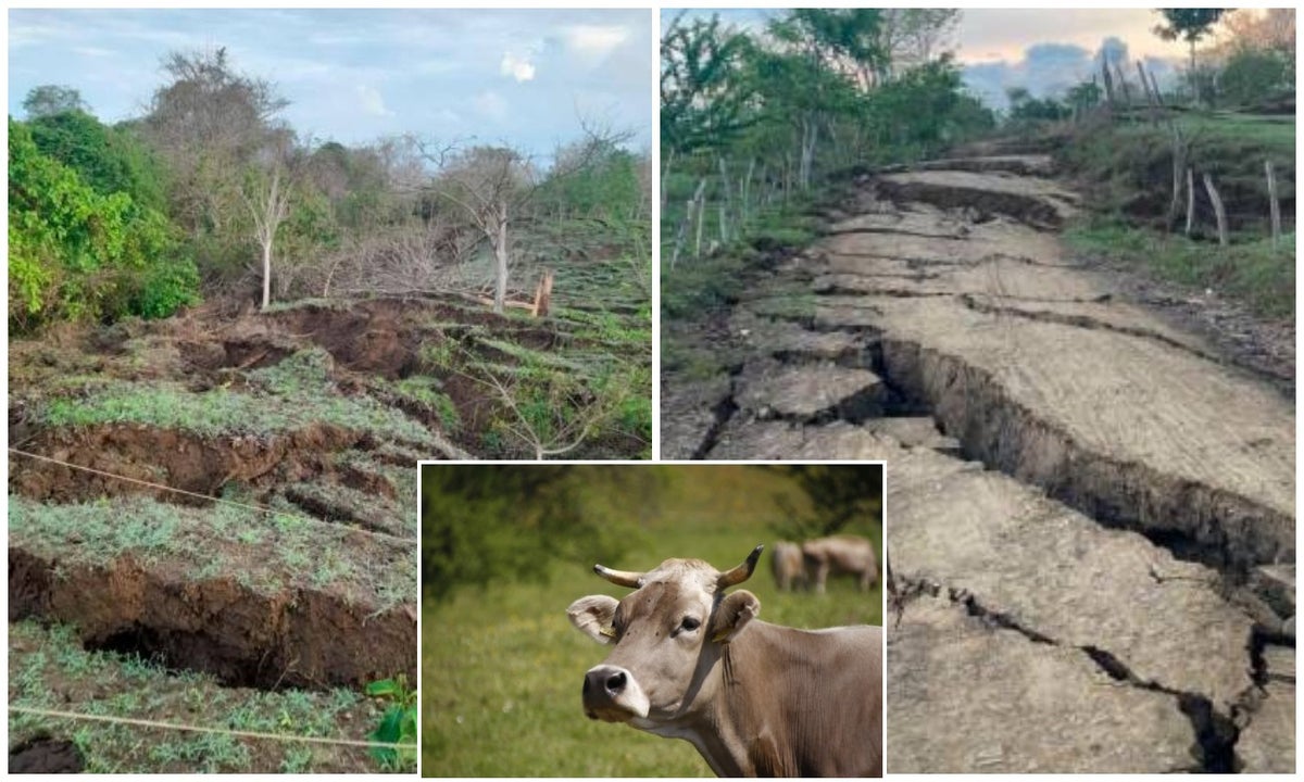 Tras temblor en Colombia, aparecieron grietas que se han tragado hasta vacas en Córdoba