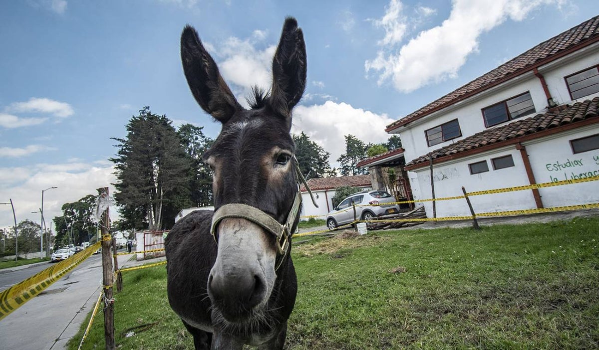 Burro criollo colombiano
