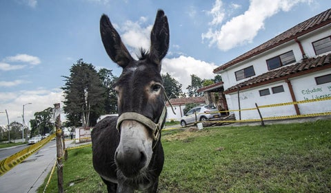 Burro criollo colombiano