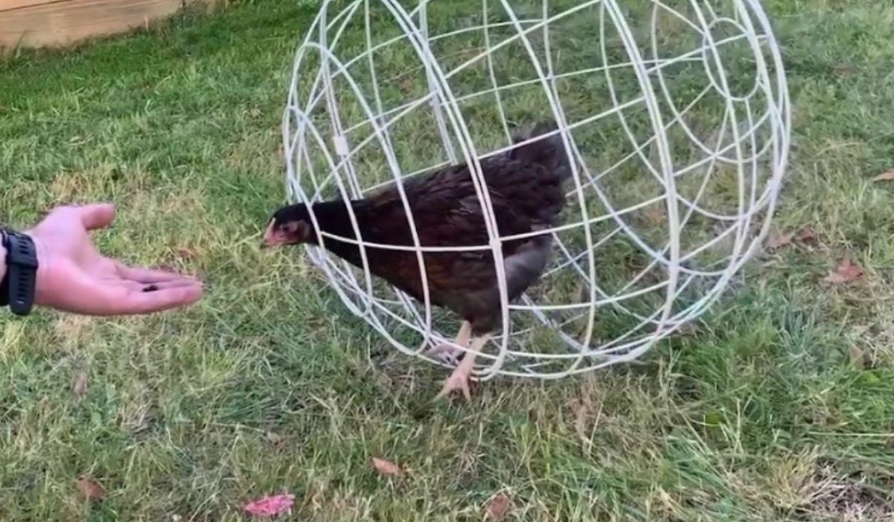 Chiken Orb- jaula esférica para gallinas