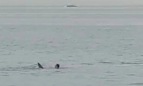 Impresionante video: bañista muere en ataque de tiburón en concurrida playa