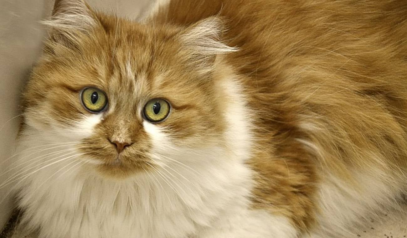 Gato