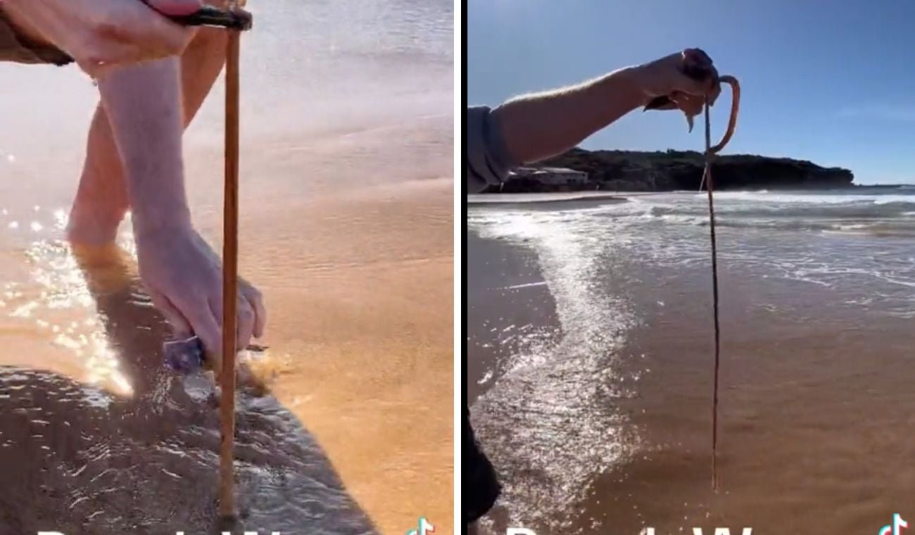 Gusano en la playa