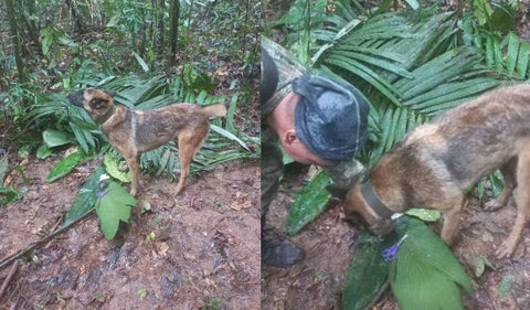 Perro de las fuerzas militares estaría con los menores desaparecidos