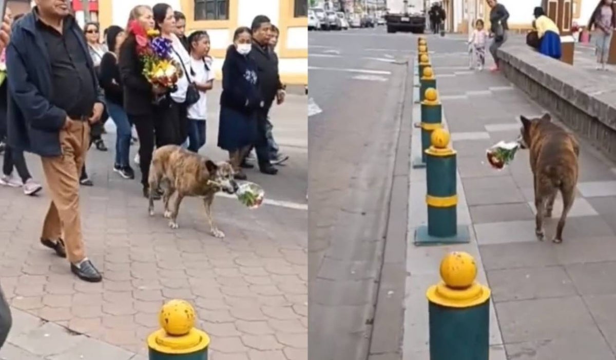 Perrita llevó flores al funeral de su amo