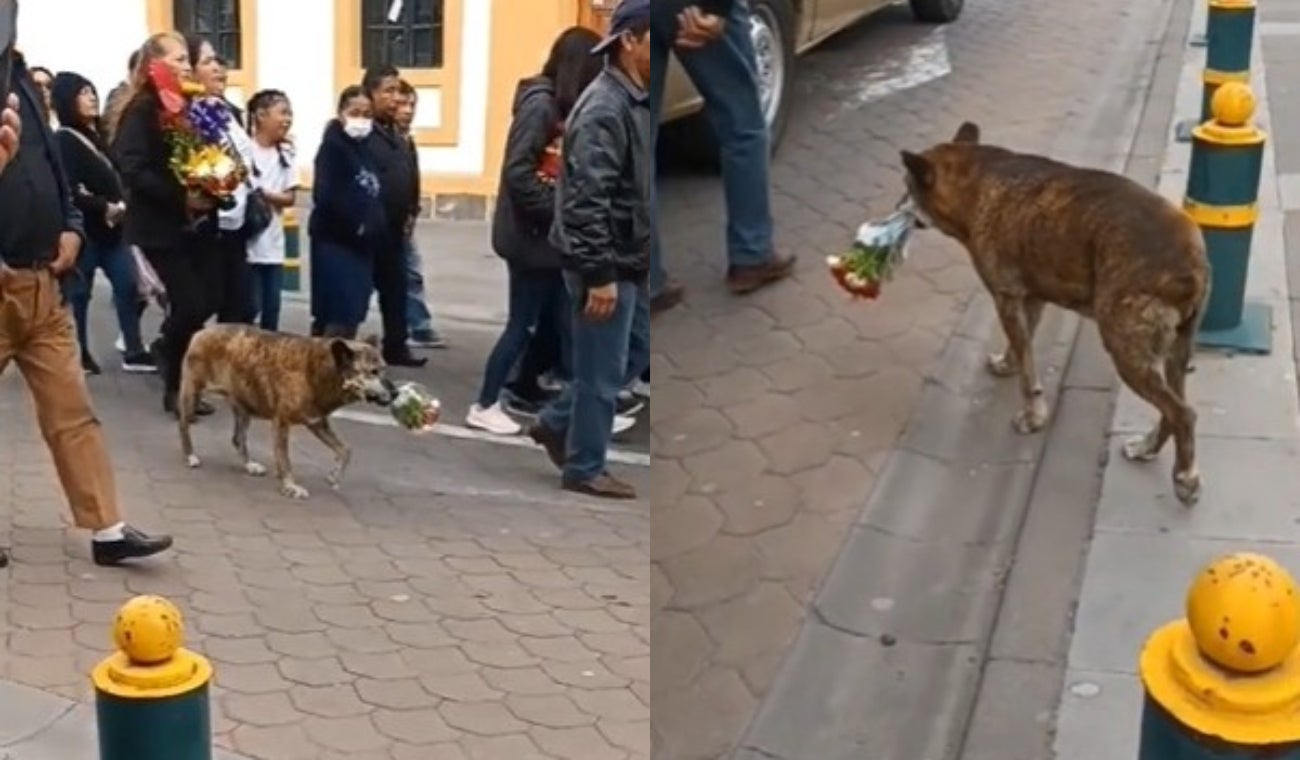 Perrito en cortejo fúnebre de su dueño