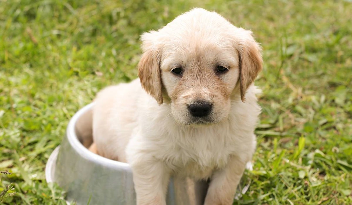Perro