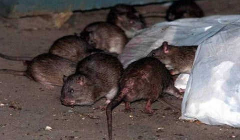 Ratones en Bogotá