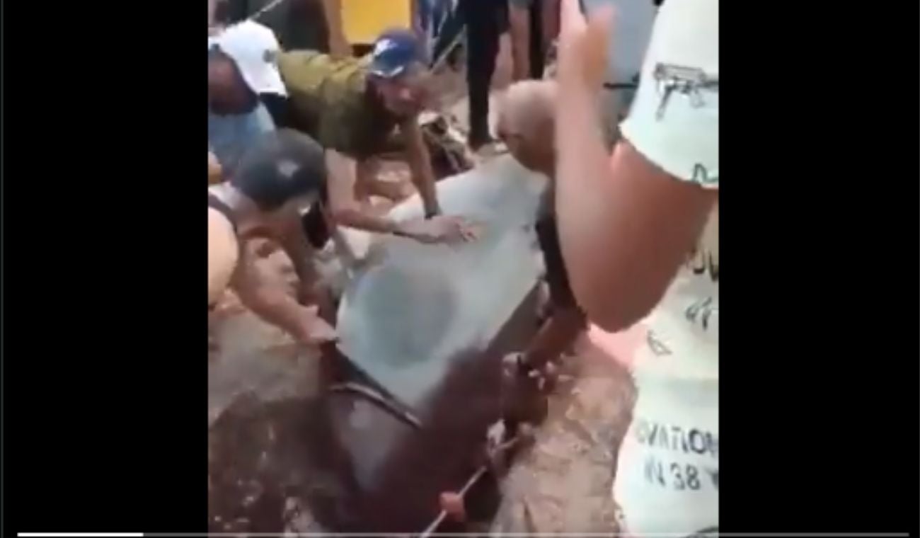 Tiburón capturado por bañistas tenía restos de turista que había devorado