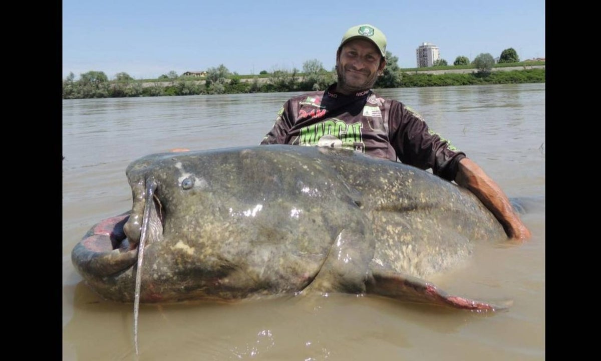 Hombre pesca el bagre más grande del mundo
