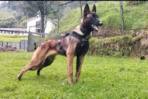 Perro Wilson