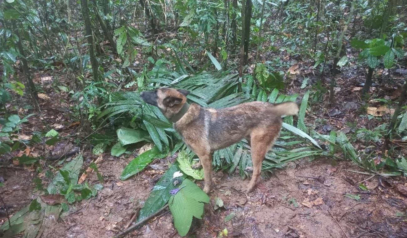 Wilson, el perro que encontró a los niños perdidos en el Guaviare