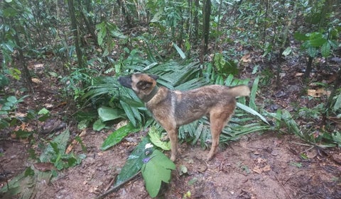 Wilson, el perro que encontró a los niños perdidos en el Guaviare