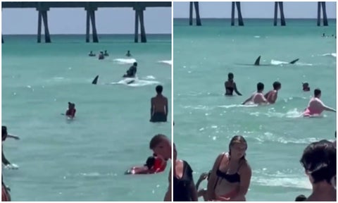 Tiburón aterrorizó bañistas en playa de La Florida [Video]