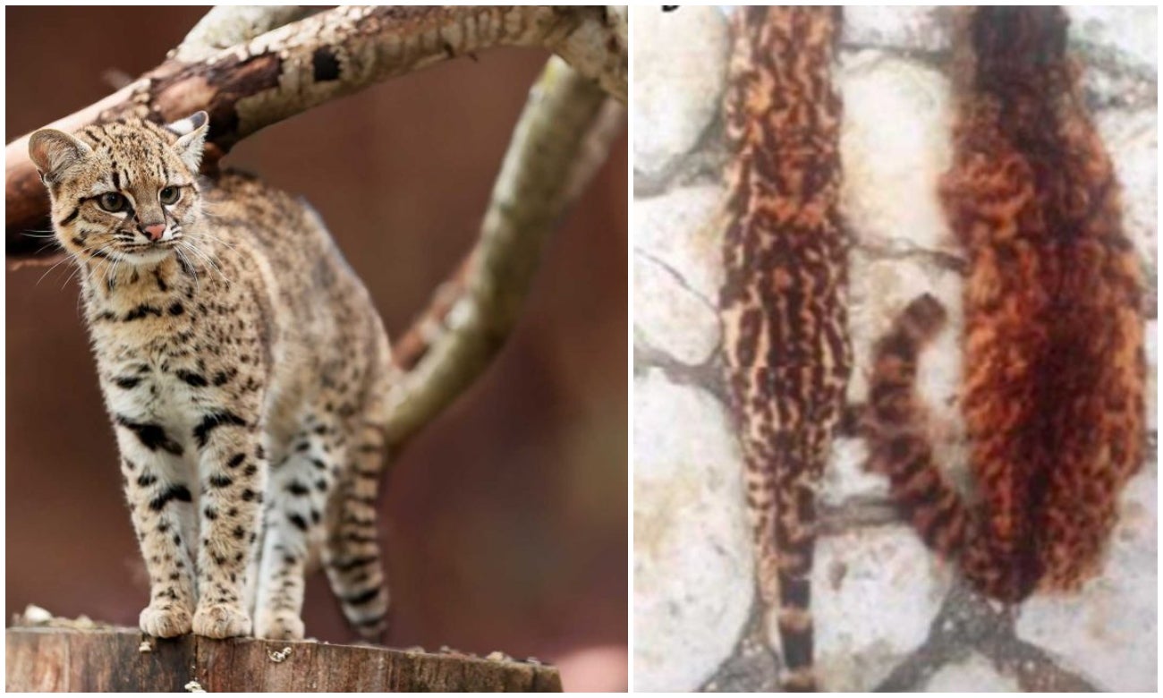 Descubren una nueva especie de felino en Colombia: 'El gato de Nariño'