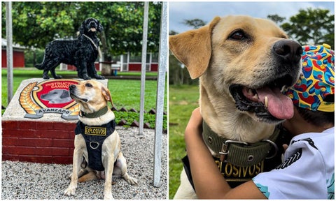 Ada, perrita que quedó ciega erradicando cultivos ilícitos