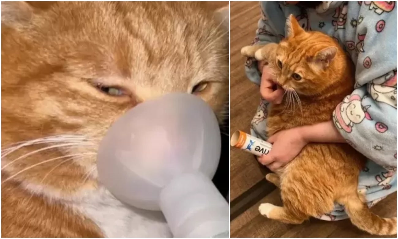 Mujer gastó más de $130 millones para tratamiento de su gato
