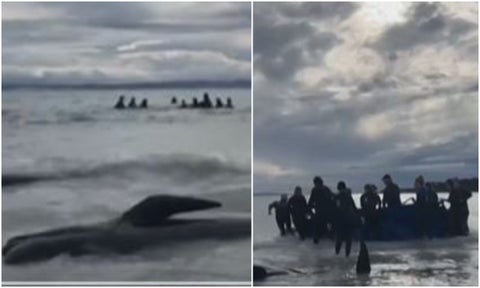 Más de 50 ballenas murieron al quedarse varadas en una playa