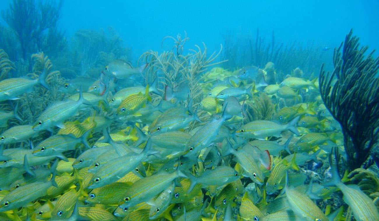 Biosfera marina de Seaflower