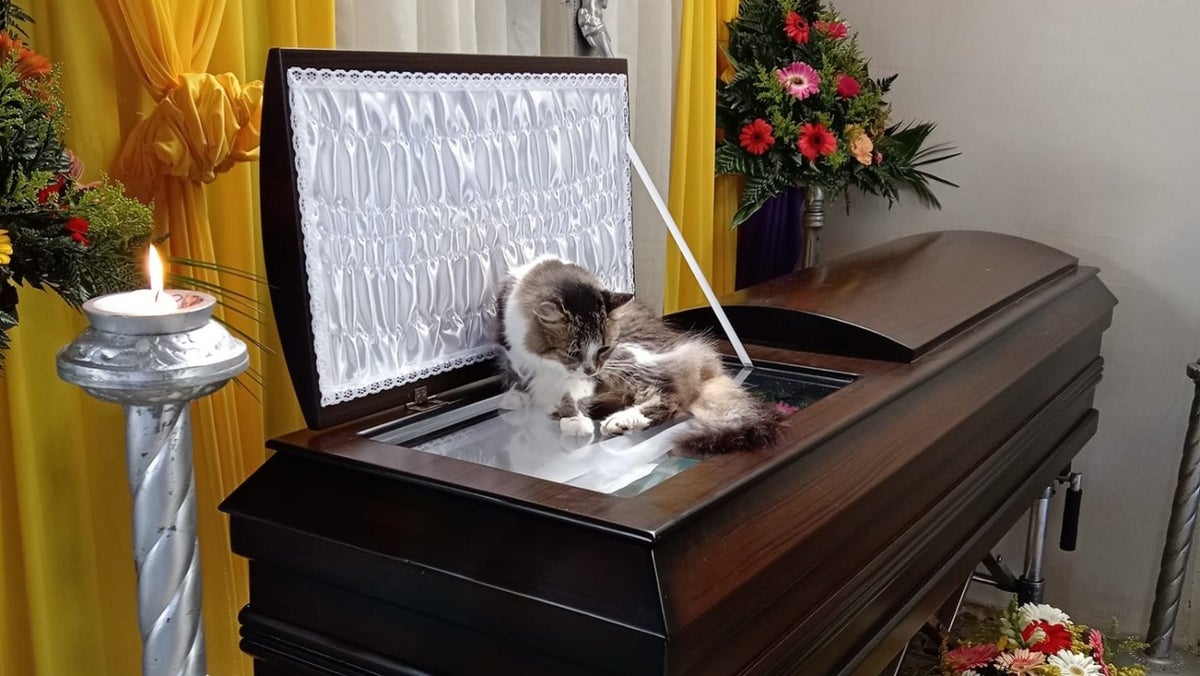 Gata que no se despegó del ataúd de su dueño en su funeral