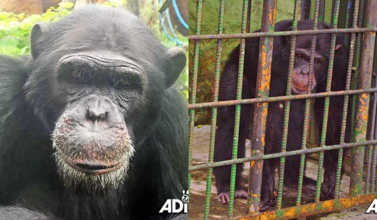 Chimpancés asesinados en el bioparque Ukumarí