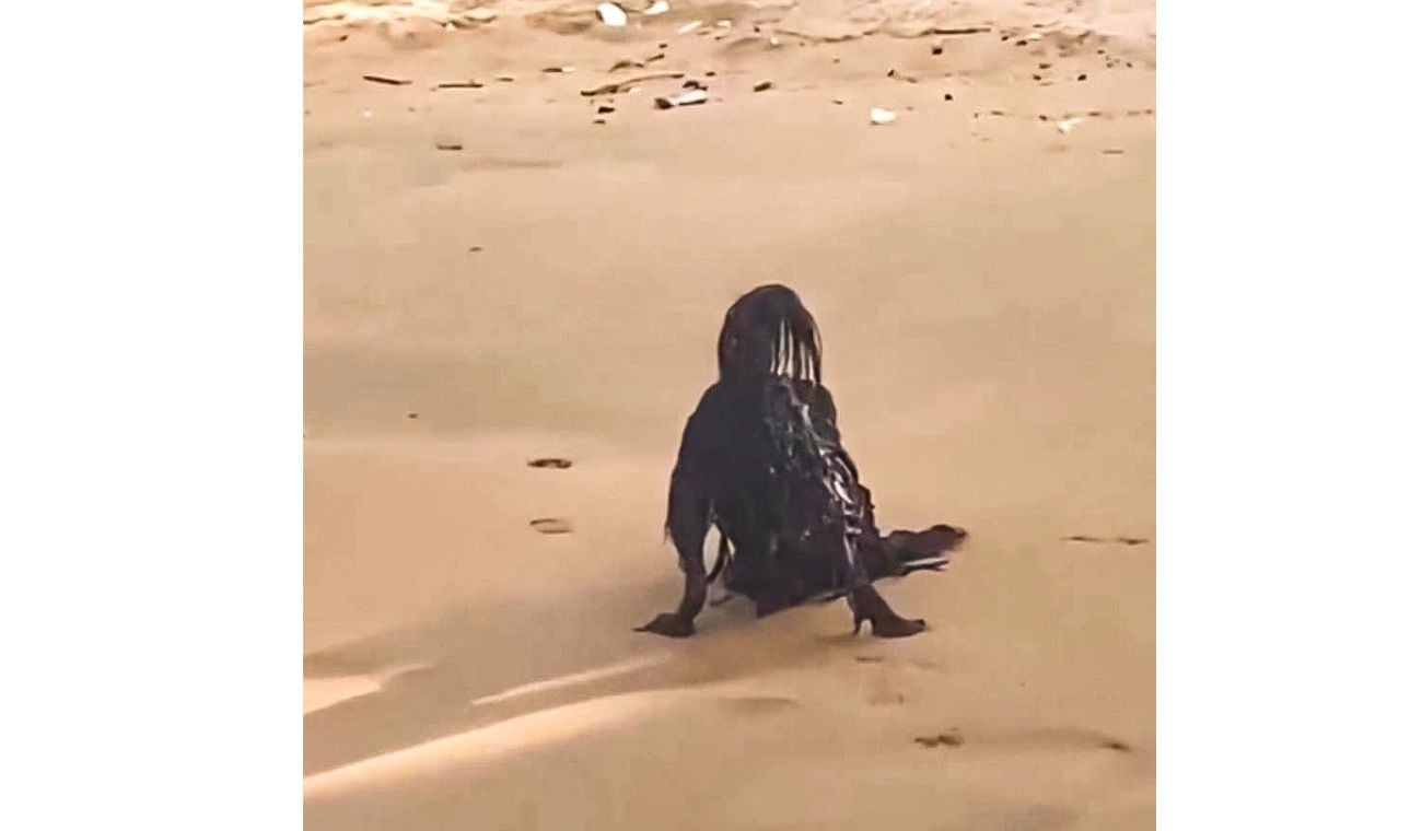 Criatura extraña en la playa