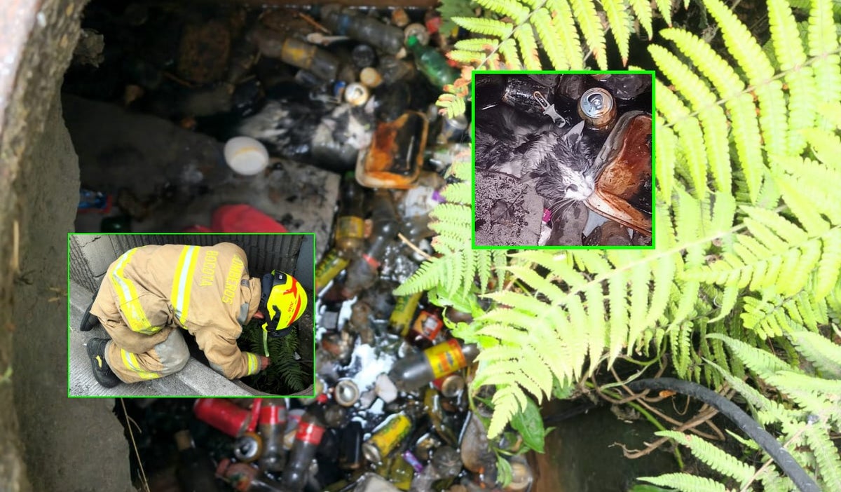 Gato rescatado en Bogotá