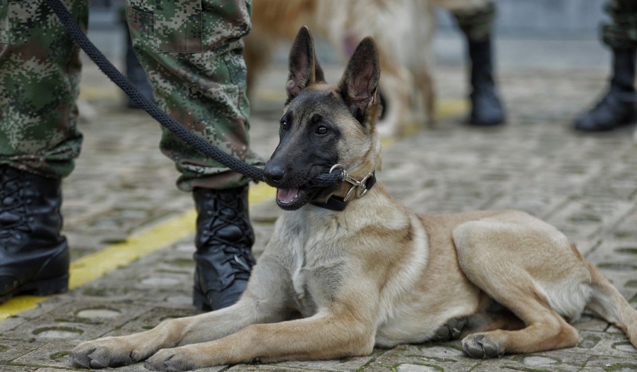 Perros antiexplosivos son pensionados por la Fuerza Pública