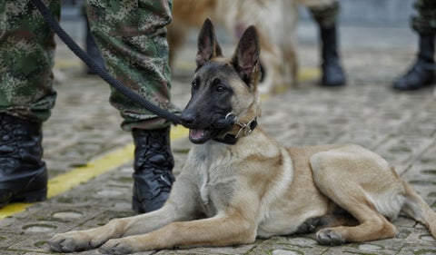 Perros antiexplosivos son pensionados por la Fuerza Pública