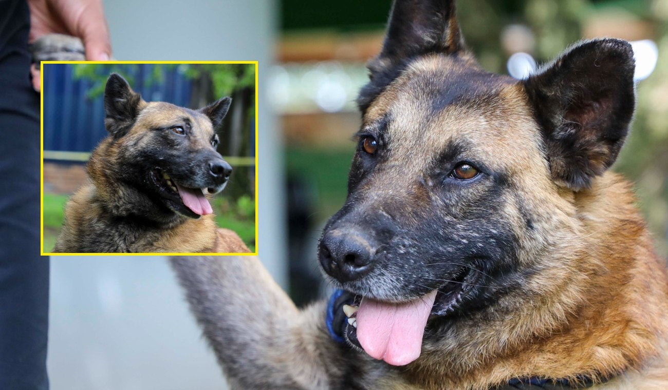 Hio, perro bogotano en adopción
