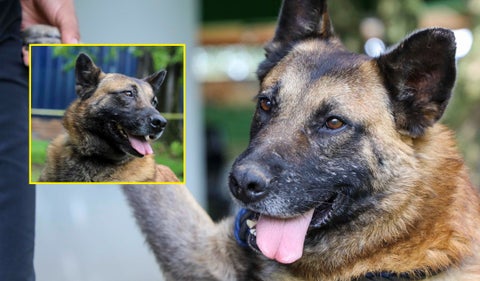 Hio, perro bogotano en adopción
