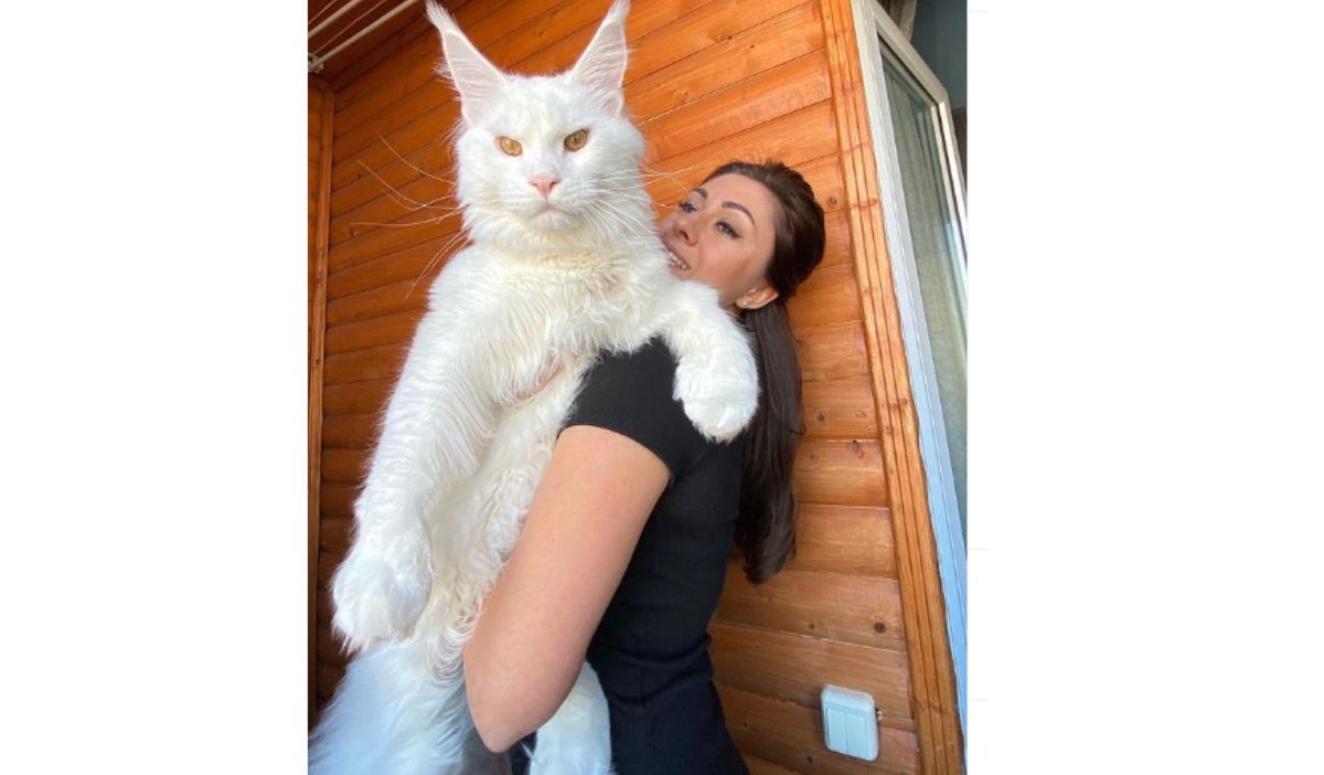 Cuál es el gato más grande del mundo