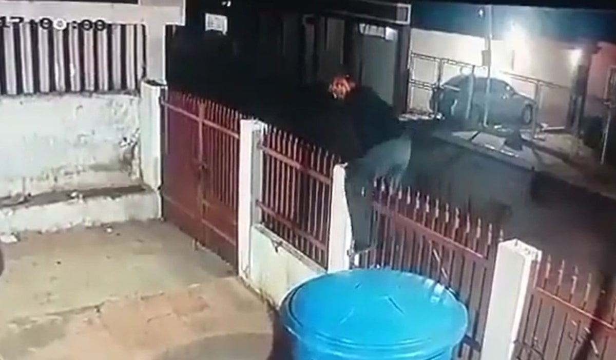 Ladrón es ahuyentado por tres perros pincher