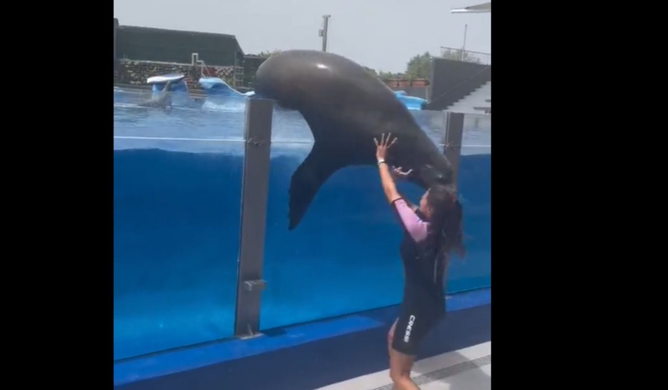 León marino cae sobre entrenadora