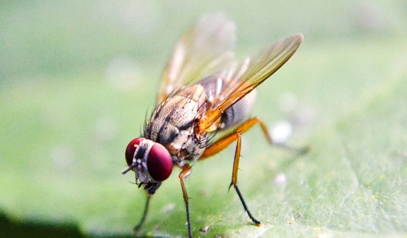 Mosca
